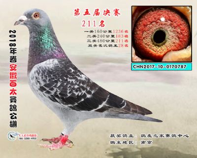 安徽百太决赛211名