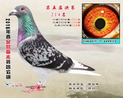 安徽百太决赛214名