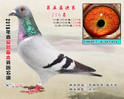 安徽百太决赛216名