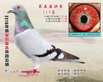 安徽百太决赛219名