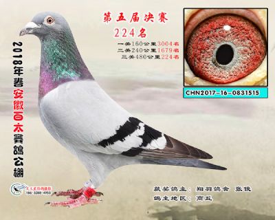 安徽百太决赛224名