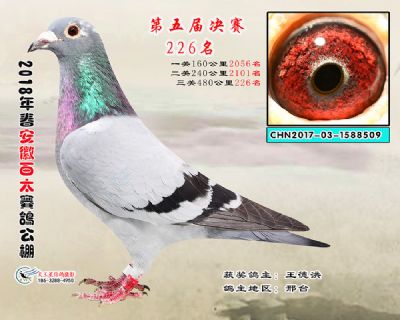 安徽百太决赛226名