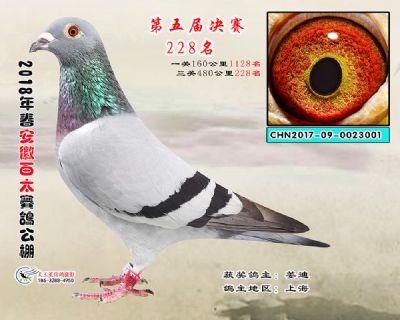 安徽百太决赛228名