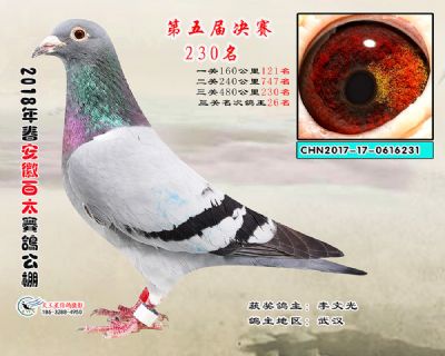 安徽百太决赛230名
