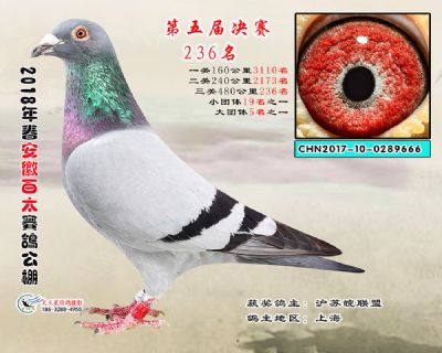 安徽百太决赛236名