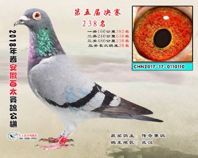 安徽百太决赛238名
