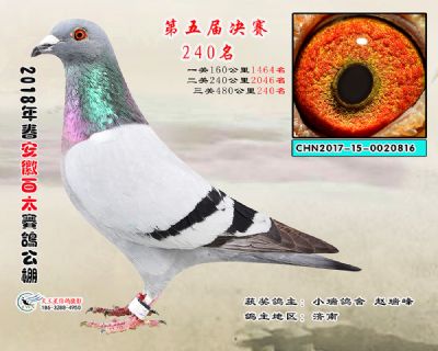 安徽百太决赛240名