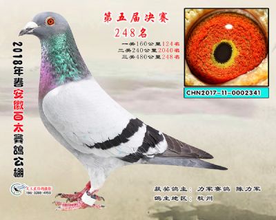 安徽百太决赛248名