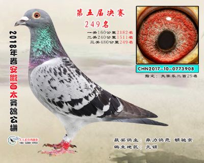 安徽百太决赛249名