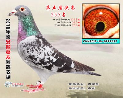 安徽百太决赛255名