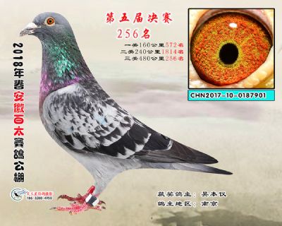 安徽百太决赛256名