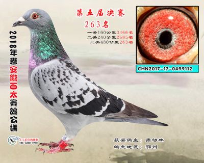 安徽百太决赛263名