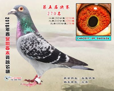 安徽百太决赛270名