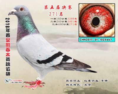 安徽百太决赛271名