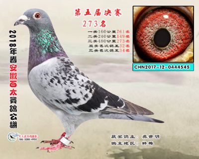 安徽百太决赛273名