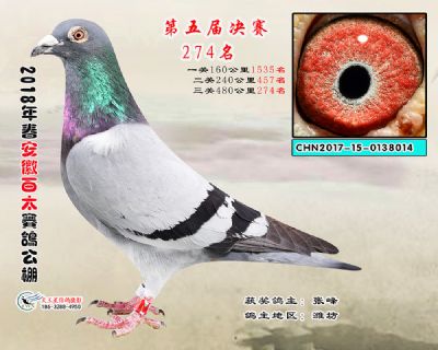 安徽百太决赛274名