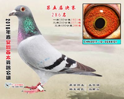安徽百太决赛286名