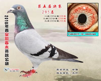 安徽百太决赛295名