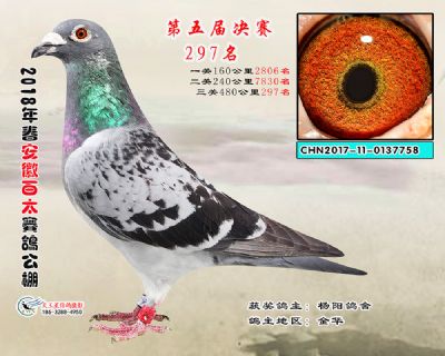安徽百太决赛297名