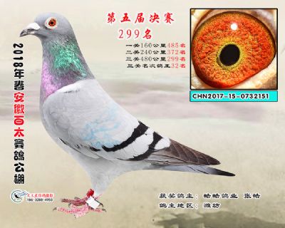 安徽百太决赛299名