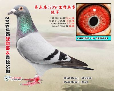 安徽百太加站赛冠军