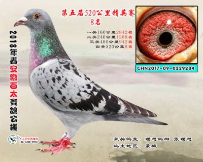 安徽百太加站赛8名