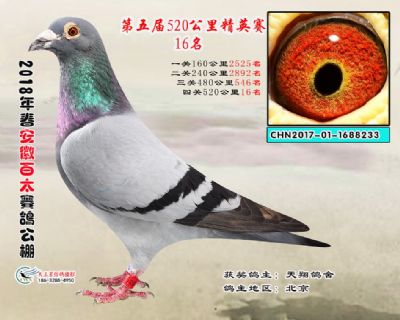 安徽百太加站赛16名