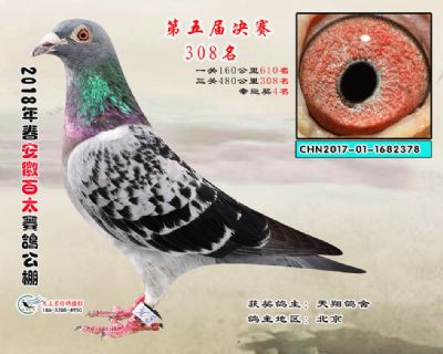 安徽百太决赛308名