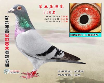 安徽百太决赛310名