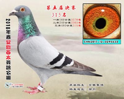 安徽百太决赛315名