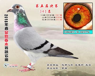 安徽百太决赛341名
