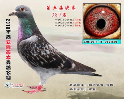 安徽百太决赛389名