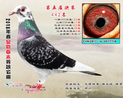 安徽百太决赛442名