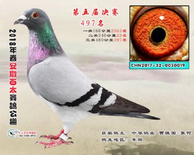 安徽百太决赛497名