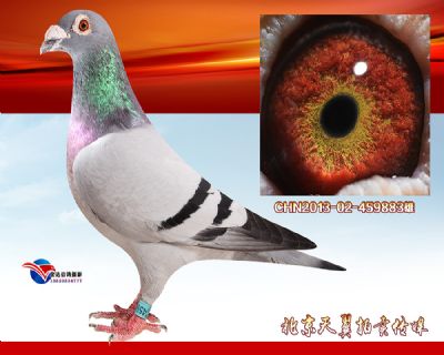 【快速稳定 溶血优异】葛斯顿.奶酪小子 近亲曾孙
