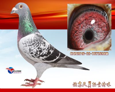【天津稳拿鸽系】马克罗森斯多重近血种雄