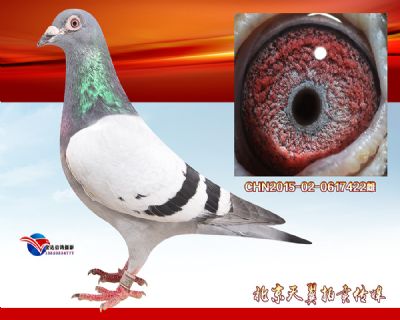 【多关优异】盖比.凡德纳比大铭鸽闪电号 近血