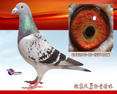 【公棚特比幼鸽实战】速霸龙第一梦幻配对 近亲种雌