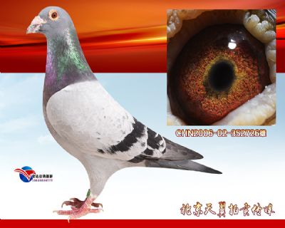 起棚源头 冠军传奇种鸽【波西瓦】五代发挥优异