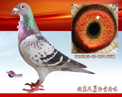 实战小火箭【专注公棚三关赛事】詹森金牌种雄