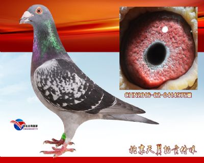 起棚速度王牌鸽系【詹森小火箭】实战种雄