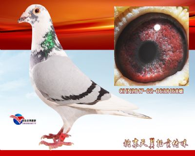 绝版推荐【老原环育种】吉林克斯 白头成席维斯特