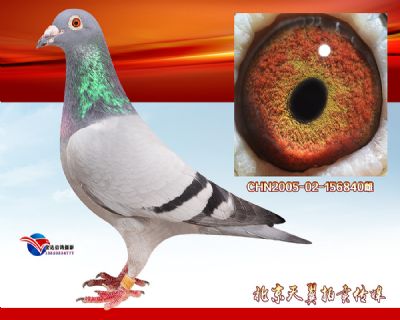 6代发挥 波西瓦汤姆斯【国内最高辈份】
