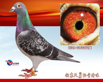 【比利时】万侯.尤特豪芬原舍
