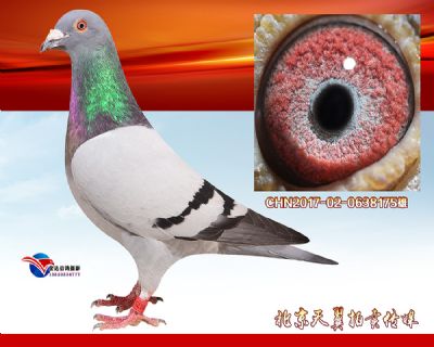 【多关优异】盖比.凡德纳比大铭鸽闪电号 近血种雄
