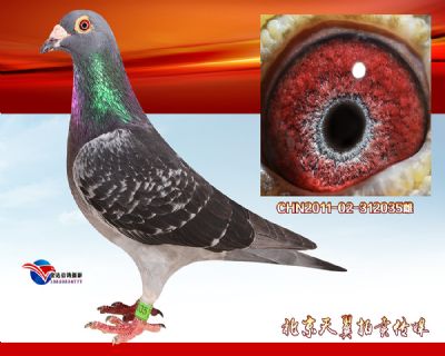 双关鸽王15名母亲 【马克罗森斯】富流号种雌