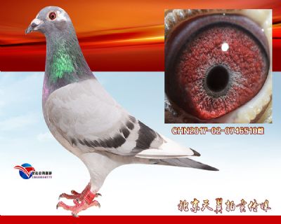 【特留】杨欧瓦克多重近血曾孙女