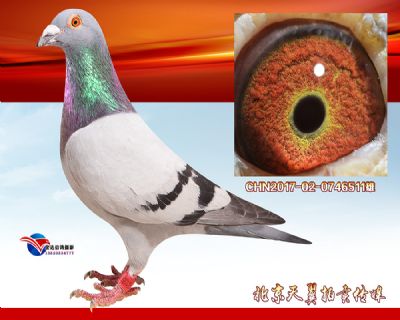 【高辈份绝版】荷兰波西瓦【 奥尔良全国总冠军】 近亲曾孙
