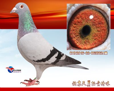 鸽王7名平辈【杨欧瓦克】483近血种雌