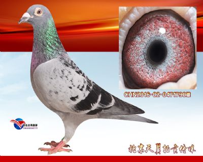 【起棚鸽系】詹森小火箭【公棚特比快速实战】